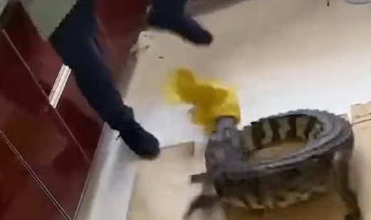 鳄鱼可以吃,火车一刀下去图2