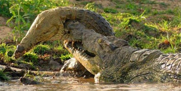 鳄鱼肉可以吃吗犯法吗