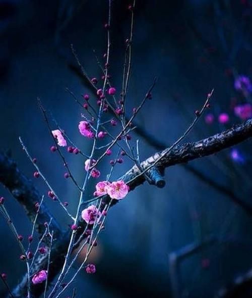 逆风如解意容易莫摧残对应的诗句