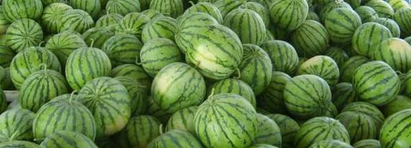 西瓜瓤中间发黄什么原因能不能吃,西瓜中间有点黄是怎么回事图2