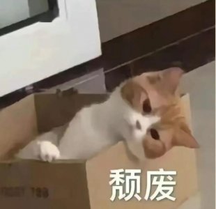 ​叶一茜重男轻女(叶一茜重男轻女视频)