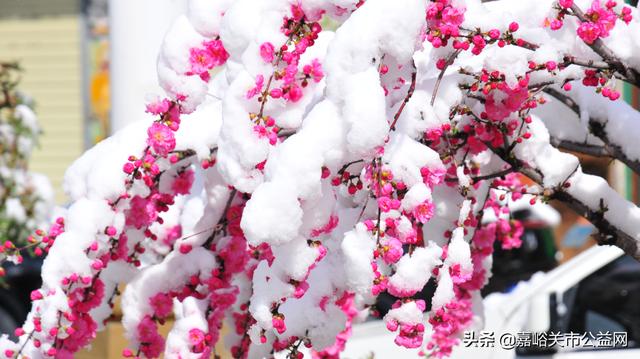 甘肃积雪大雪(甘肃5月突降大雪)(48)