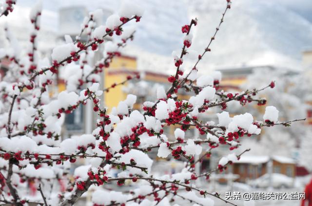 甘肃积雪大雪(甘肃5月突降大雪)(42)