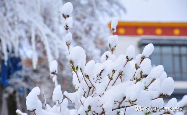 甘肃积雪大雪(甘肃5月突降大雪)(40)