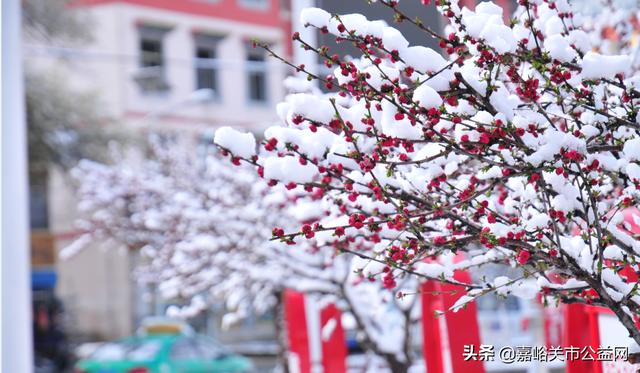 甘肃积雪大雪(甘肃5月突降大雪)(44)