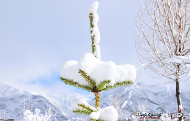 甘肃积雪大雪(甘肃5月突降大雪)(6)