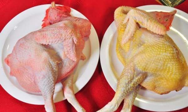 适合煲汤的有哪几种鸡,哪种鸡最适合煲汤图3