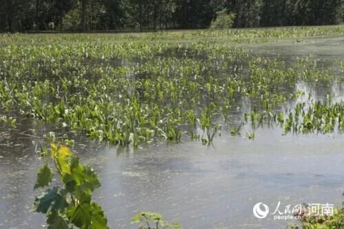 河南极端暴雨致逾554万人受灾(河南暴雨已致73人遇难)(2)