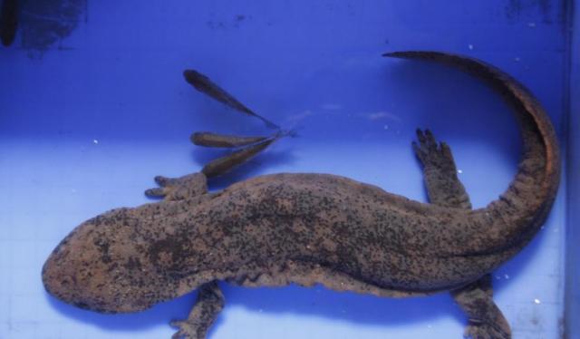 桂林一条鱼料理(桂林一餐馆惊现5000元天价鱼)(2)