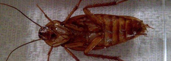 南方大蟑螂怎么消灭,南方的蟑螂好大怎么消灭它图10