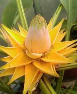 ​象征爱情的花，适合在家里养的花，并且花期比较长的有哪些？