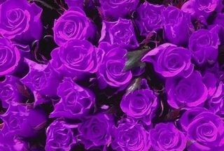 紫玫瑰的花语是什么呀