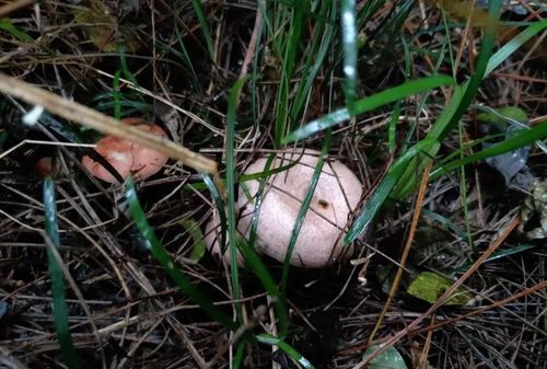 枞树菌有毒吗怎么知道