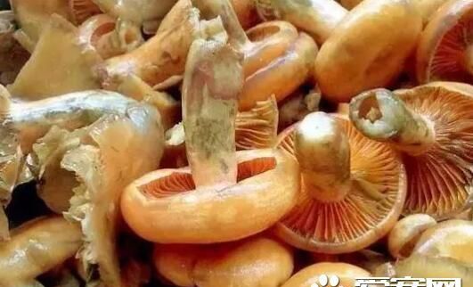 枞树菌变绿能吃,枞树菌有毒吗怎么知道