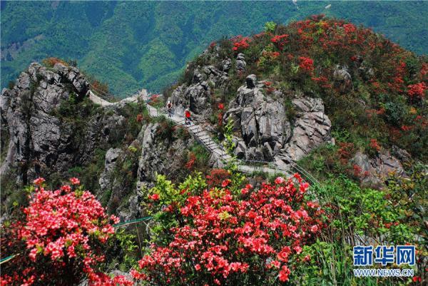 清明赏花绝佳地（人间四月清明天）(10)