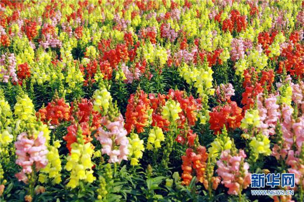 清明赏花绝佳地（人间四月清明天）(9)