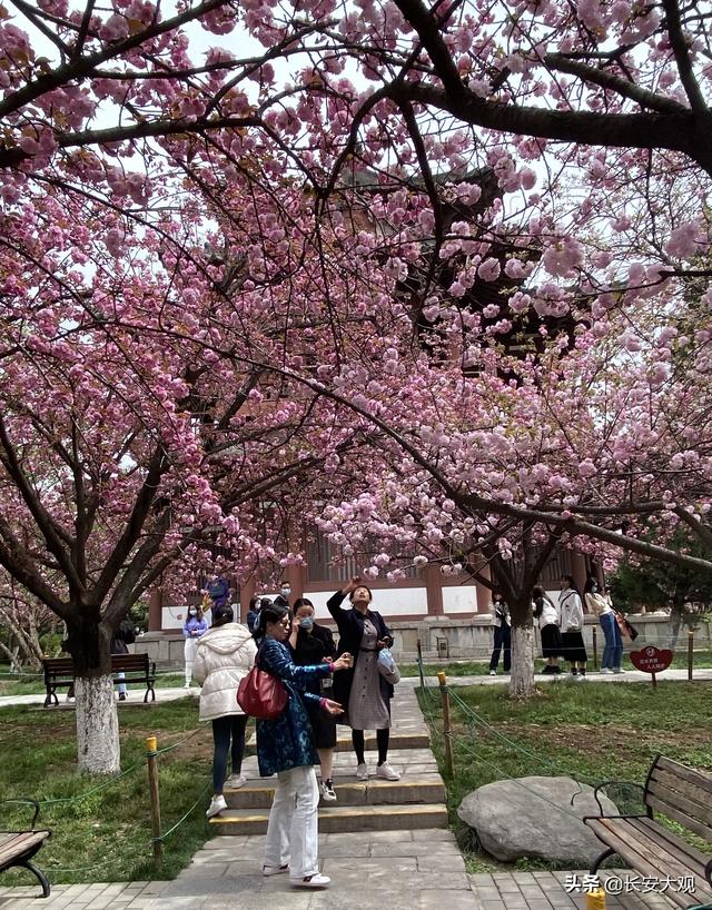 西安的青龙寺樱花几月开（玩转西安青龙寺樱花之约）(6)