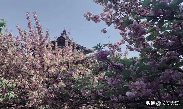 西安的青龙寺樱花几月开（玩转西安青龙寺樱花之约）(4)