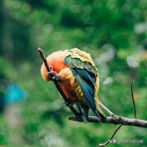 ​适合小孩养的10种宠物（七种最适合孩子的宠物）