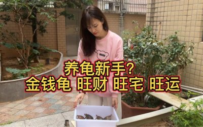 ​招财龟怎么养（招财龟的饲养方法）