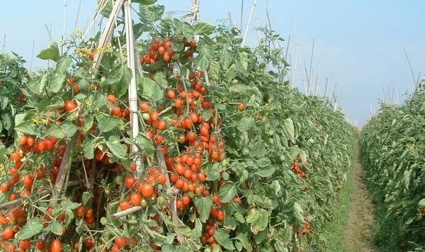 圣女果转基因,圣女果到底是不是转基因食品图1