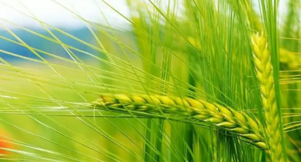 关于小满节气的诗谚,描写二十四节气夏至的古诗图5