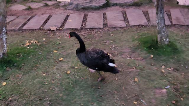重庆大学虎溪校区全貌(重庆大学虎溪大学城校区)(7)