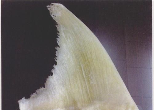 鱼翅是什么鱼的翅膀