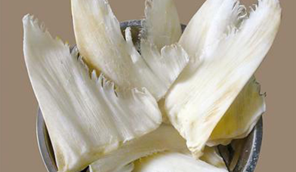 鱼翅是什么鱼的,吃的鱼翅是什么鱼上的图2