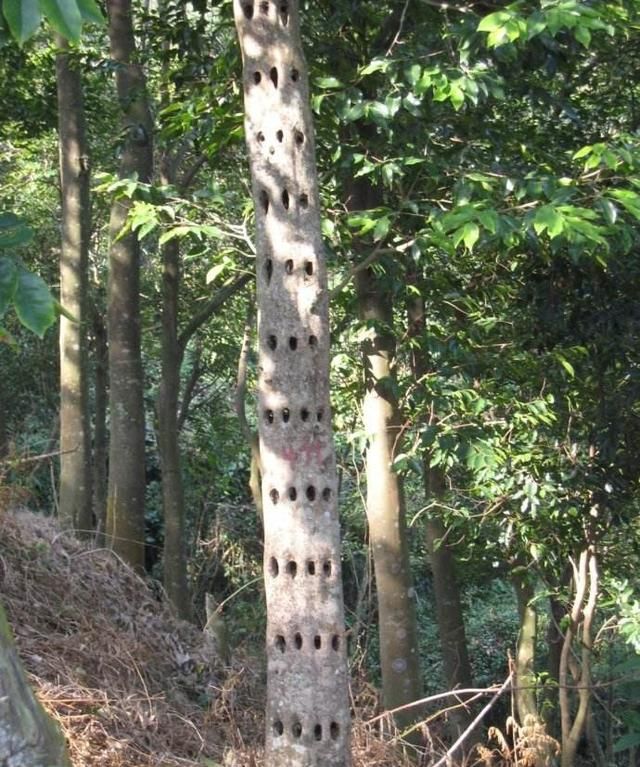 沉香木是什么，沉香白木是什么？图4