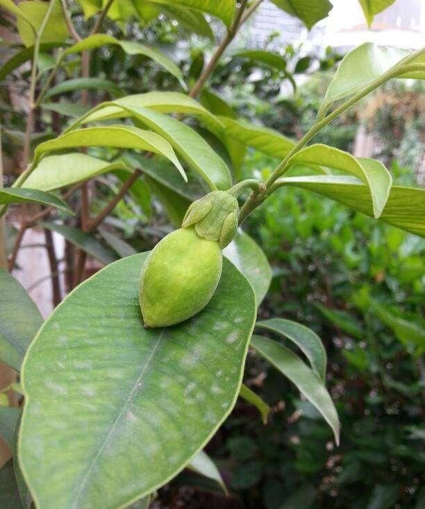 沉香木是什么，沉香白木是什么？图2