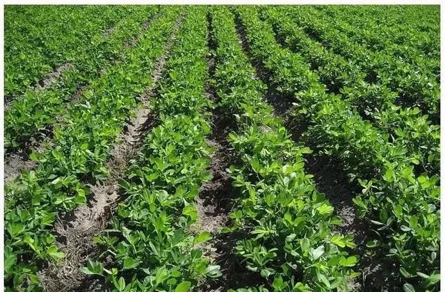 花生的生长过程，小花的生长过程是什麽？图6