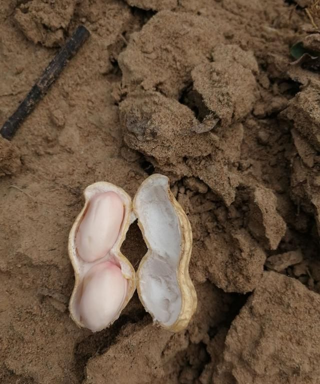 花生的生长过程，小花的生长过程是什麽？图3