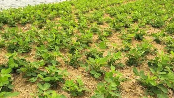 花生的生长过程，小花的生长过程是什麽？图5