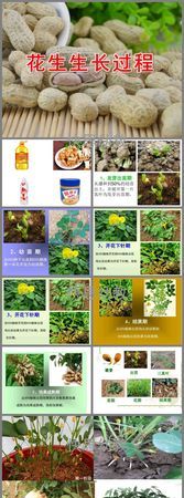 小花的生长过程是什麽