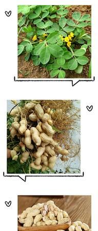 花生的生长周期从什么时候开始计算