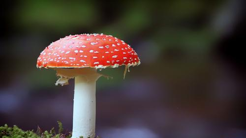 杨树蘑菇能吃,杨树底下的蘑菇能吃吗图2