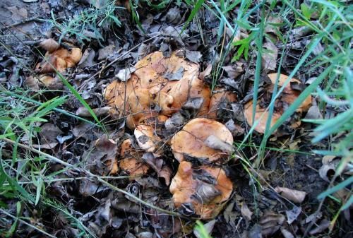 杨树上长的蘑菇能吃吗,叫什么