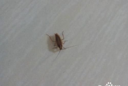 衣柜里有蟑螂怎么可以去除