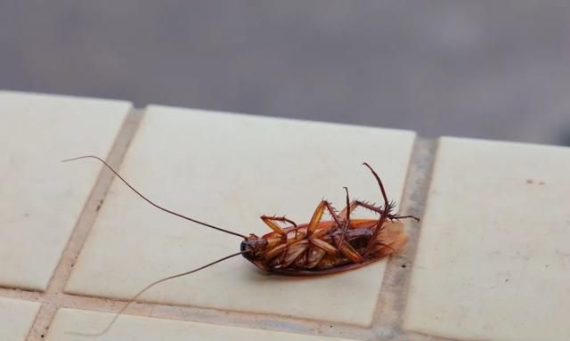 家里面很多蟑螂怎么解决,家里蟑螂多怎么办
