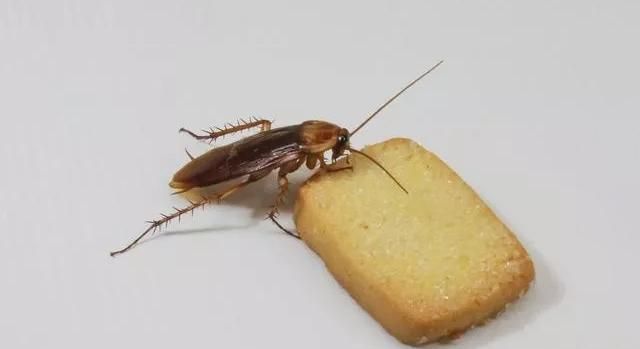 房间里有蟑螂怎么办能除根