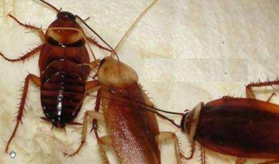 怎么处理蟑螂,如何处理蟑螂图3