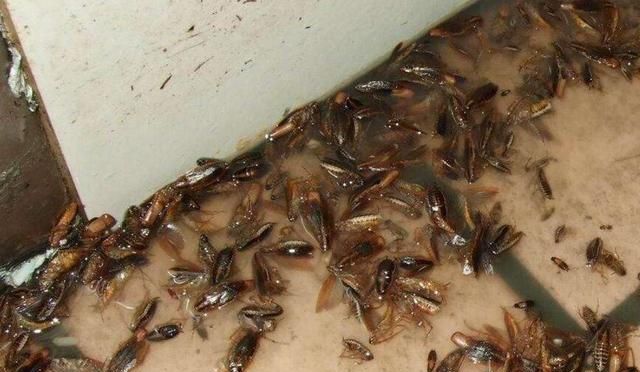 如何去除蟑螂最有效的方法