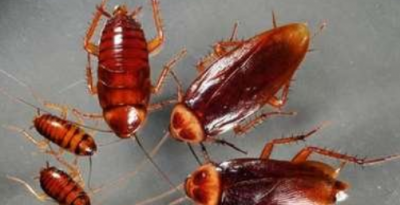 ​蟑螂种类图片大全,广东深圳蟑螂的品种有哪些