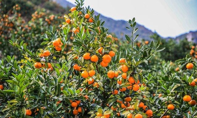 蜜桔哪个产地最好