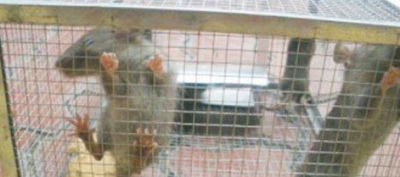 ​老鼠为什么可以进密封的柜子,为什么老鼠能钻进鸟笼里