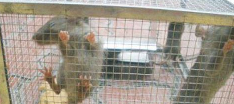 老鼠为什么可以进密封的柜子,为什么老鼠能钻进鸟笼里图1