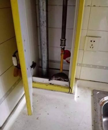 办公室里总是有老鼠在抽屉里活动的迹象怎么办