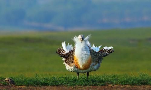 毛遂自荐的主人公是谁,毛遂自荐的作者是谁?图3