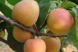 三门峡美食,三门峡有什么特色好吃的?图1